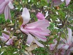 vignette Magnolia kobus var. stellata 'Rubra'