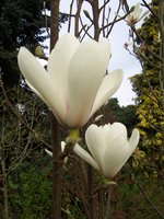 vignette Magnolia sprengeri var. elongata