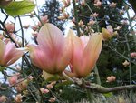 vignette Magnolia cv. (M. acuminata X M. sprengeri var. diva)