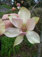 vignette Magnolia cv. (M. acuminata X M. sprengeri var. diva)