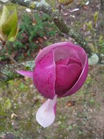 vignette Magnolia sargentiana var. robusta