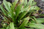 vignette Carex plantaginea en fleurs