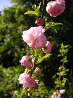 vignette Prunus triloba