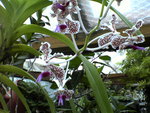 vignette vanda suavis