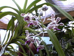 vignette vanda suavis