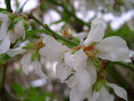 vignette Prunus amygdalopersica 'Anglique', amandier