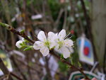 vignette Prunus domestica subsp syriaca 'Mirabelle de Nancy', mirabellier