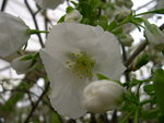 vignette Prunus serrulata 'Shirotae'