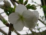 vignette Prunus x serrulata 'Taihaku'