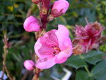 vignette Prunus persica 'Zaidulab', nectarinier nain