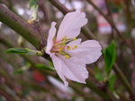 vignette Prunus dulcis, amandier