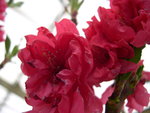 vignette Prunus persica var. nucipersica 'Garden Beauty', brugnonier