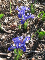 vignette Iris nains bleus