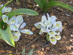 vignette Iris nains bleu ciel