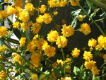 vignette Kerria japonica 'pleniflora'