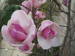 vignette Magnolia Soulangiana - détail fleurs