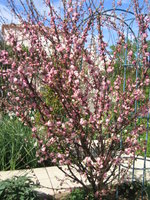 vignette Prunus Triloba
