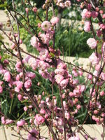 vignette Prunus Triloba - détail fleurs