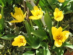 vignette Tulipes jaunes