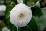 vignette Camellia japonica 'Alba Plena'