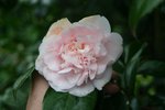 vignette Camellia japonica 'Barbara Mary'