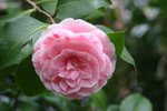 vignette Camellia japonica 'Lavinia Maggi'
