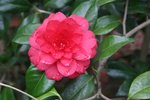 vignette Camellia japonica 'Mrs Tingley'