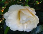 vignette Camélia ' Auburn White ' camellia japonica