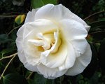vignette Camélia ' Auburn White ' camellia japonica