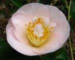vignette Camélia ' Mrs D. W. Davis ' camellia japonica