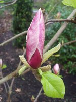 vignette Magnolia x brooklynensis 'Titan'