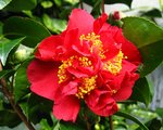 vignette Camélia ' RENDEZVOUS ' camellia japonica