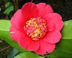 vignette Camélia ' Anemoniflora Knightii ' camellia japonica ?