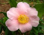vignette Camélia ' Jennifer Turnbull ' camellia japonica