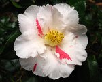 vignette Camélia ' DAINTY  (CALIFORNIA) ' camellia japonica