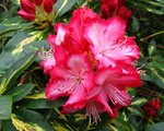 vignette Rodho ' Prsident Roosevelt ' Rhododendron