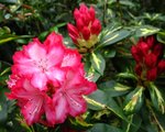 vignette Rodho ' Prsident Roosevelt ' Rhododendron