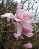 vignette Magnolia kobus var. stellata 'Rosea Jane Platt'