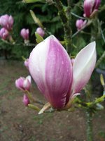 vignette Magnolia cv. (M. acuminata X M. x soulangeana 'Picture')
