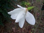 vignette Magnolia stellata 'Alixeed'