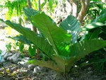 vignette Anthurium hookeri ,  plante pierre