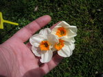 vignette Narcissus 'Geranium'