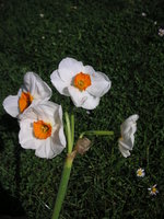 vignette Narcissus 'Geranium'