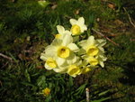 vignette Narcissus tazetta 'Minnow'