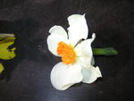 vignette Narcissus 'Geranium' (x 3 ou 4)