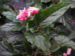 vignette Begonia metallica / Begoniaceae - Begoniaces