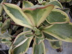 vignette Peperomia clusiifolia 'Variegata'