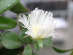 vignette Aptenia cordifolia 'Alba'