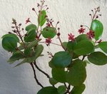 vignette Ribes viburnifolium  / Grossulariaces  / Californie