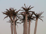 vignette Aloe dichotoma